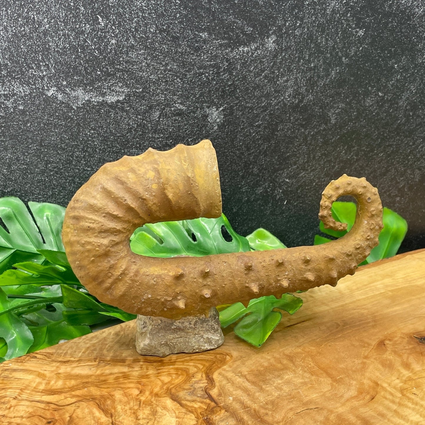 Ancyloceras Heteromorph Ammonite (Unfurled) Fossil - Sage & Magic