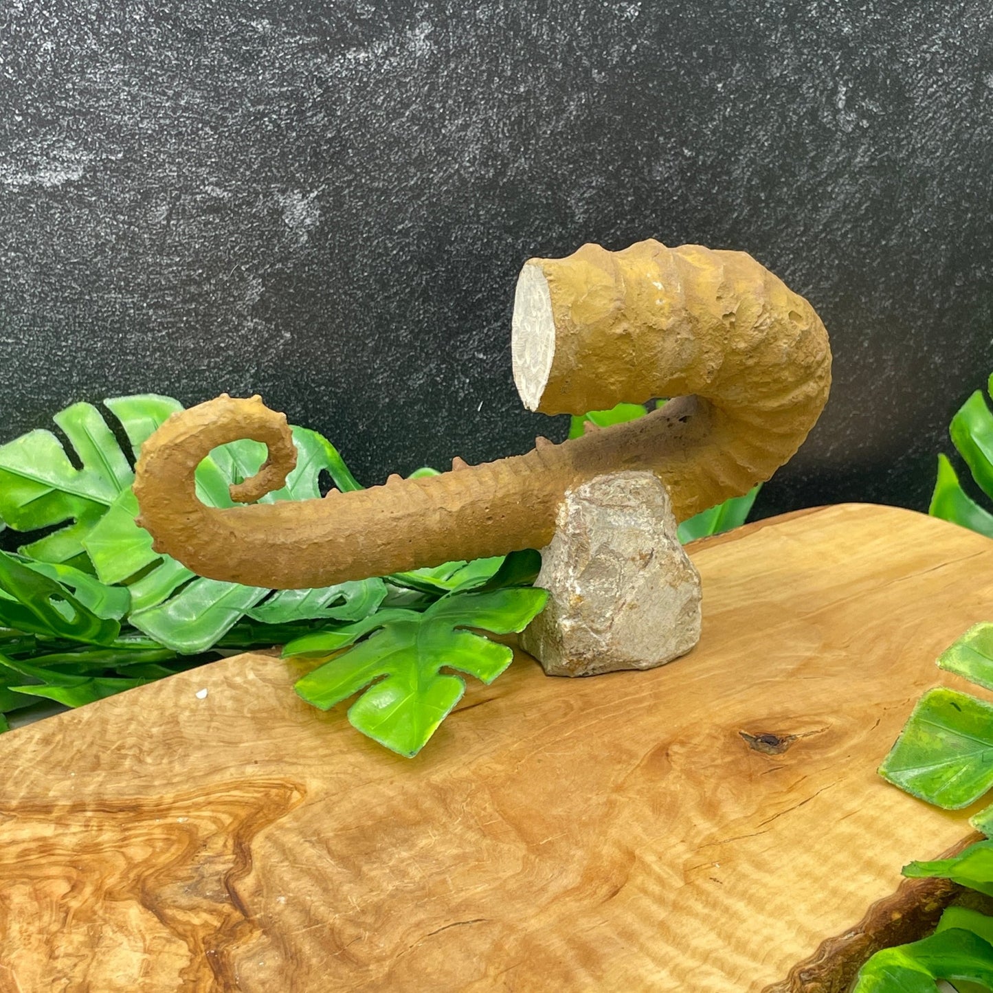 Ancyloceras Heteromorph Ammonite (Unfurled) Fossil - Sage & Magic