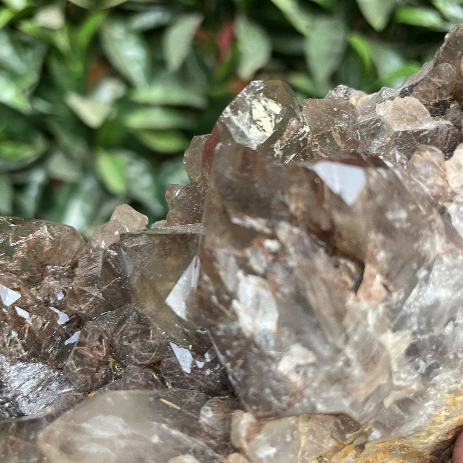 Asylum Quartz Cluster with Iron Needle Inclusions - Sage & Magic