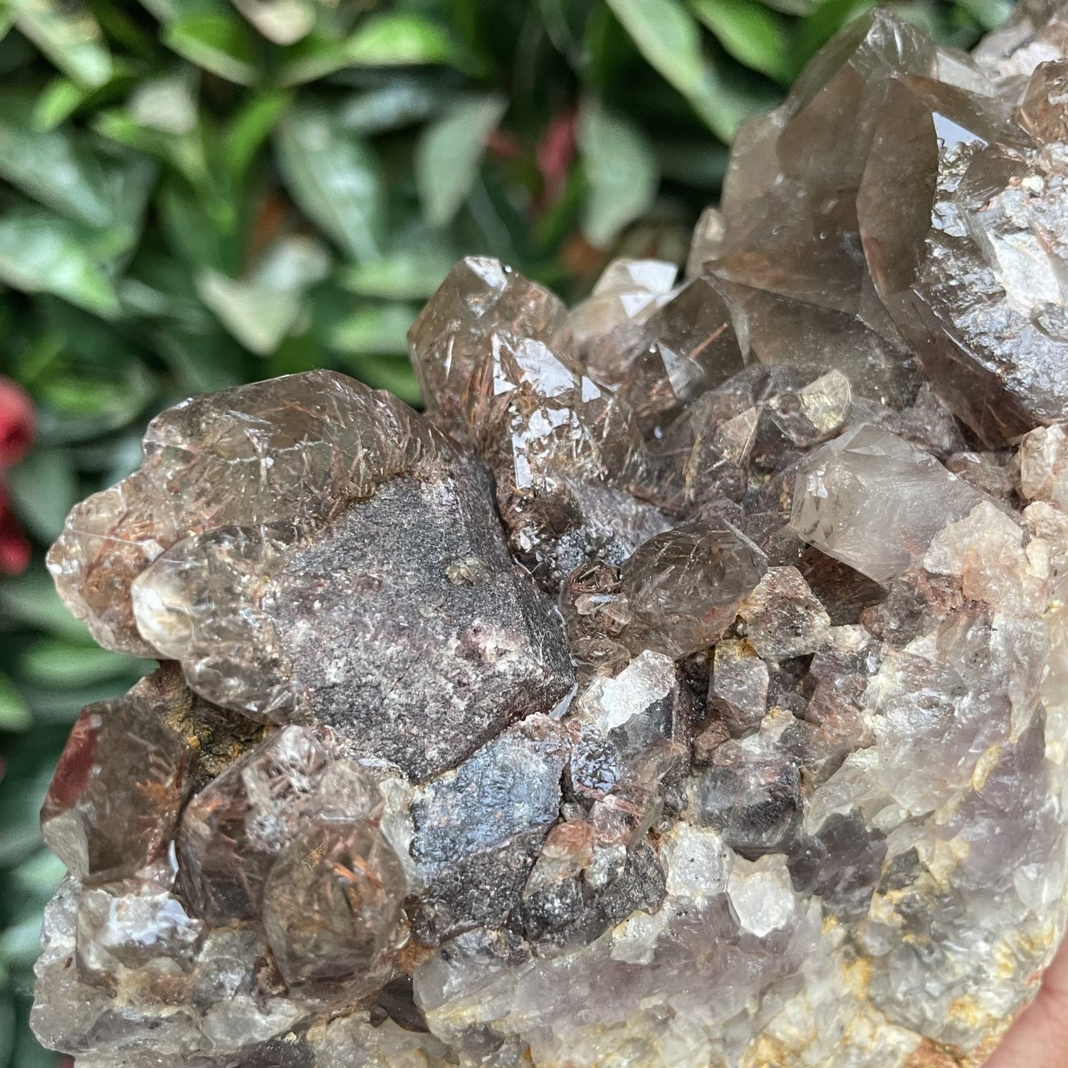 Asylum Quartz Cluster with Iron Needle Inclusions - Sage & Magic