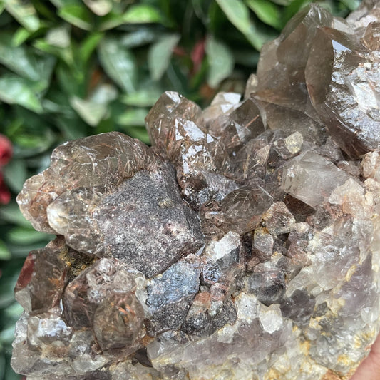 Asylum Quartz Cluster with Iron Needle Inclusions - Sage & Magic