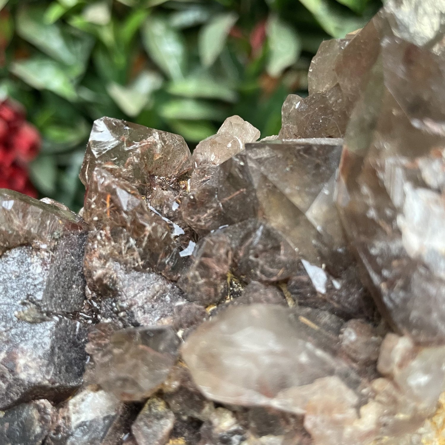 Asylum Quartz Cluster with Iron Needle Inclusions - Sage & Magic