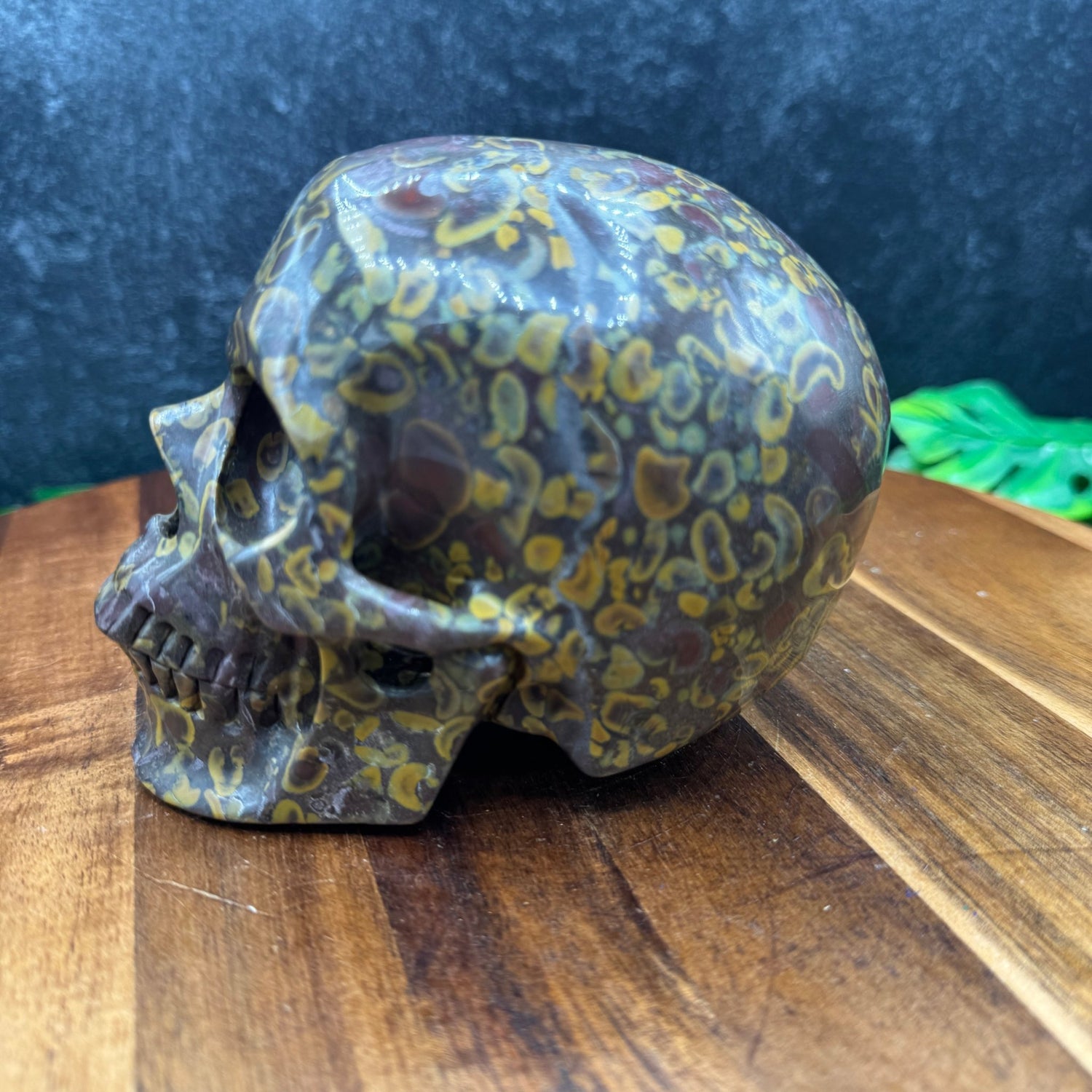 Bamboo Jasper Skull - Sage & Magic