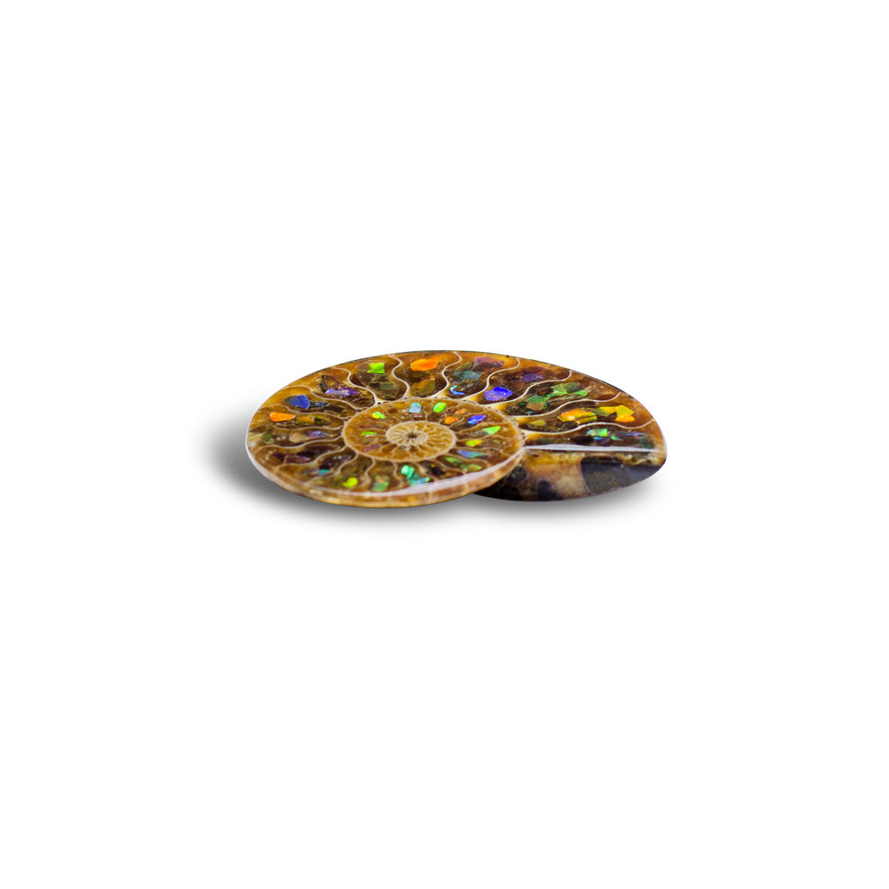 Starborn Ammonite Half with Ammolite Inlay Cabochon 55 - 60 mm, 1 Piece