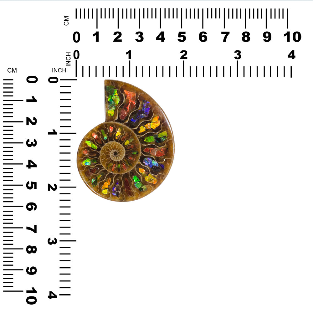 Starborn Ammonite Half with Ammolite Inlay Cabochon 55 - 60 mm, 1 Piece