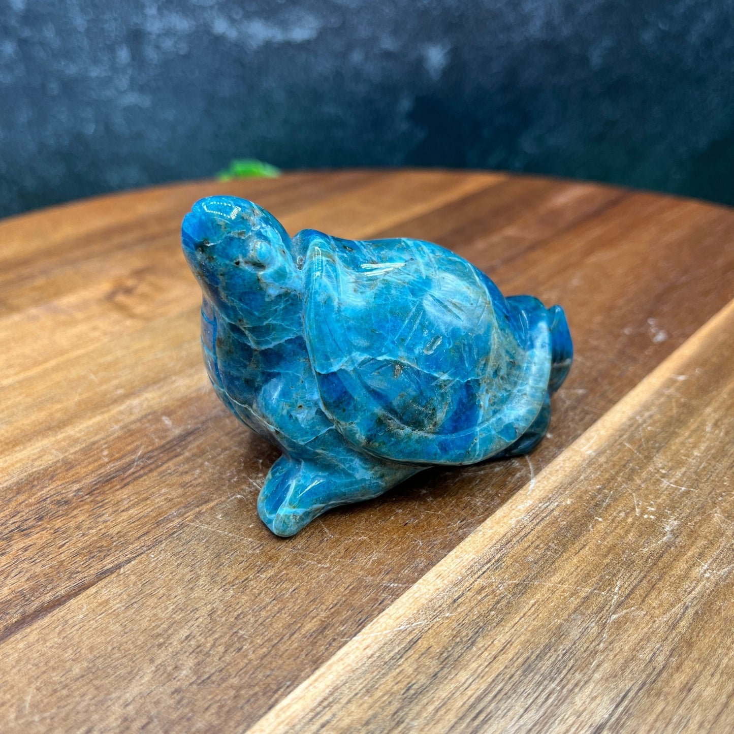 Dark Blue Apatite Turtle - Sage & Magic