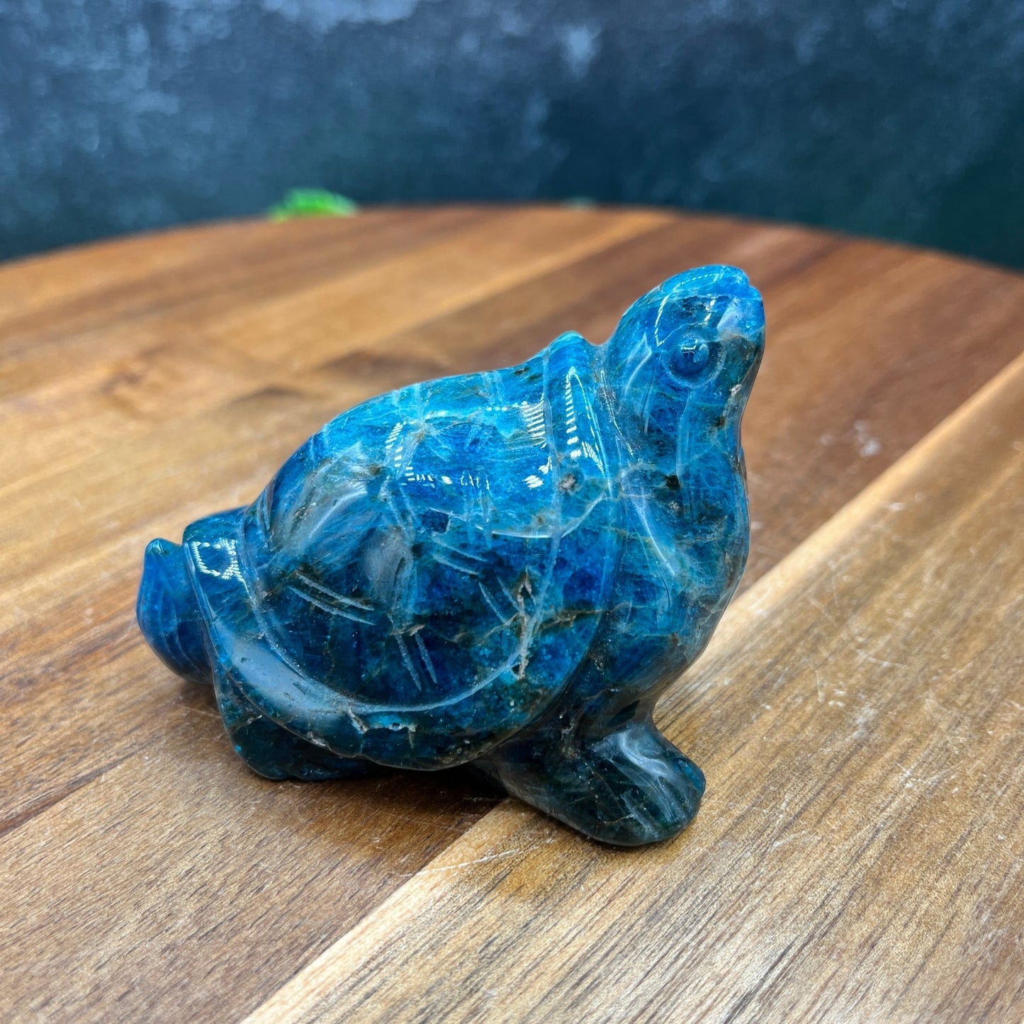 Dark Blue Apatite Turtle - Sage & Magic