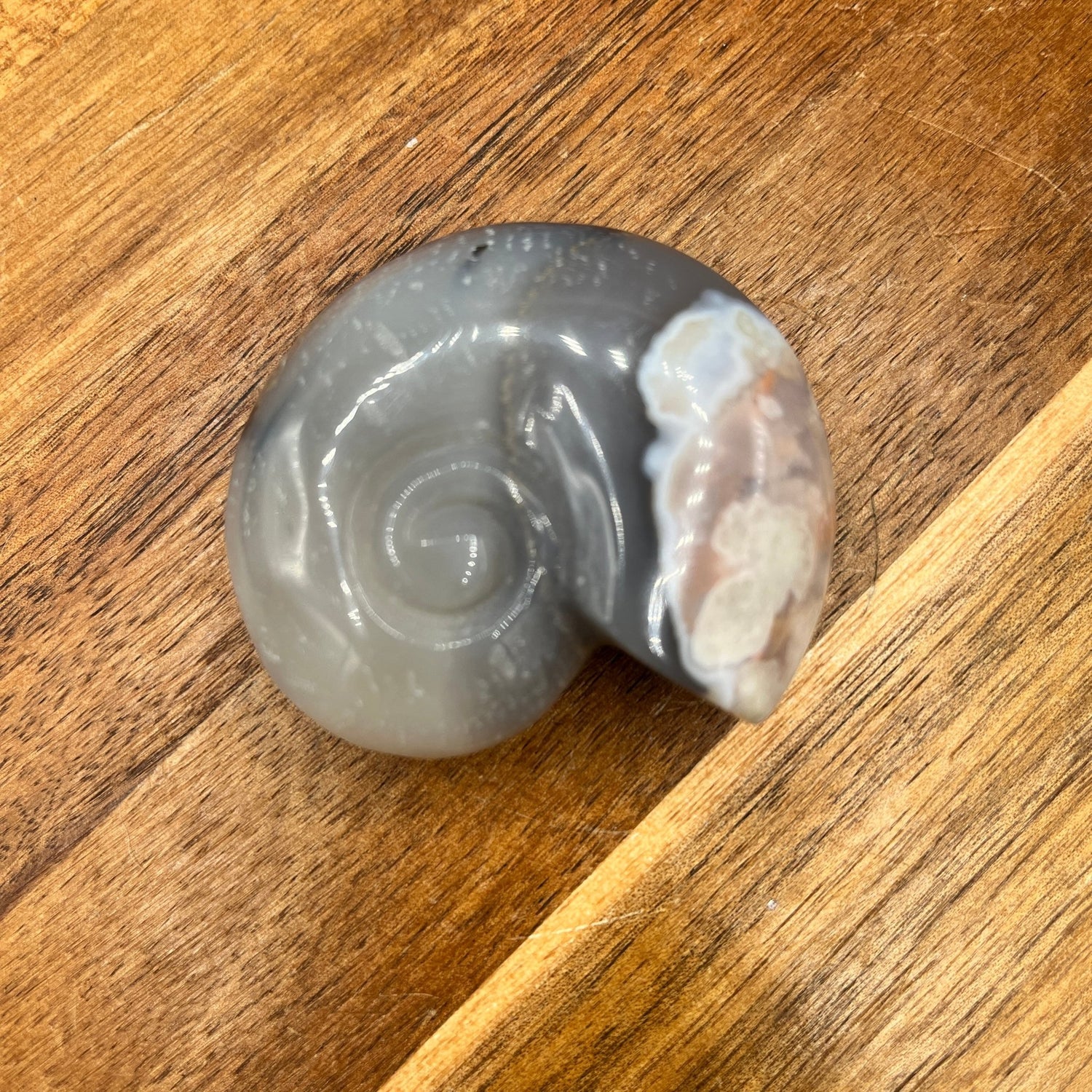 Dendrite Flower Agate Ammonite - Sage & Magic