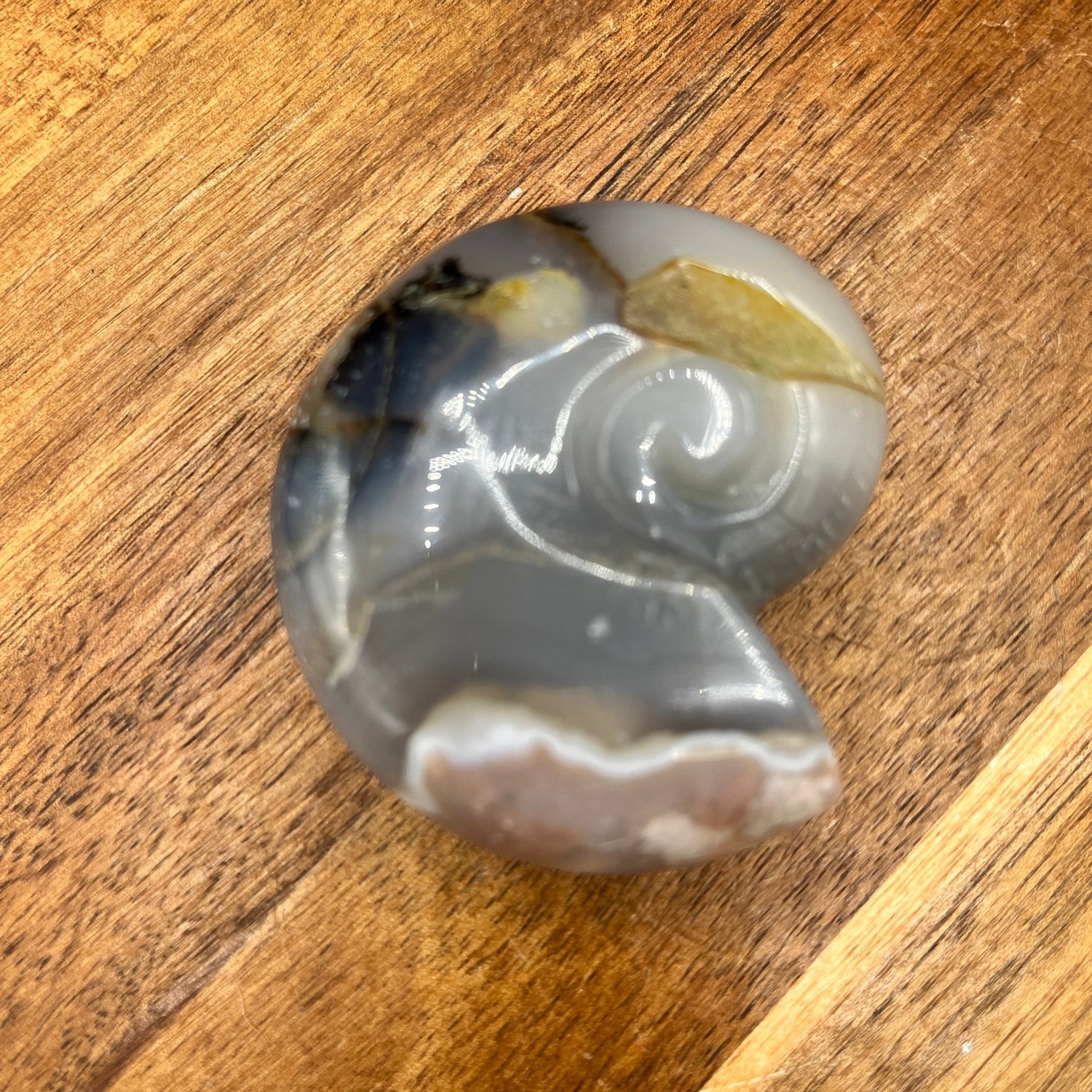 Dendrite Flower Agate Ammonite - Sage & Magic