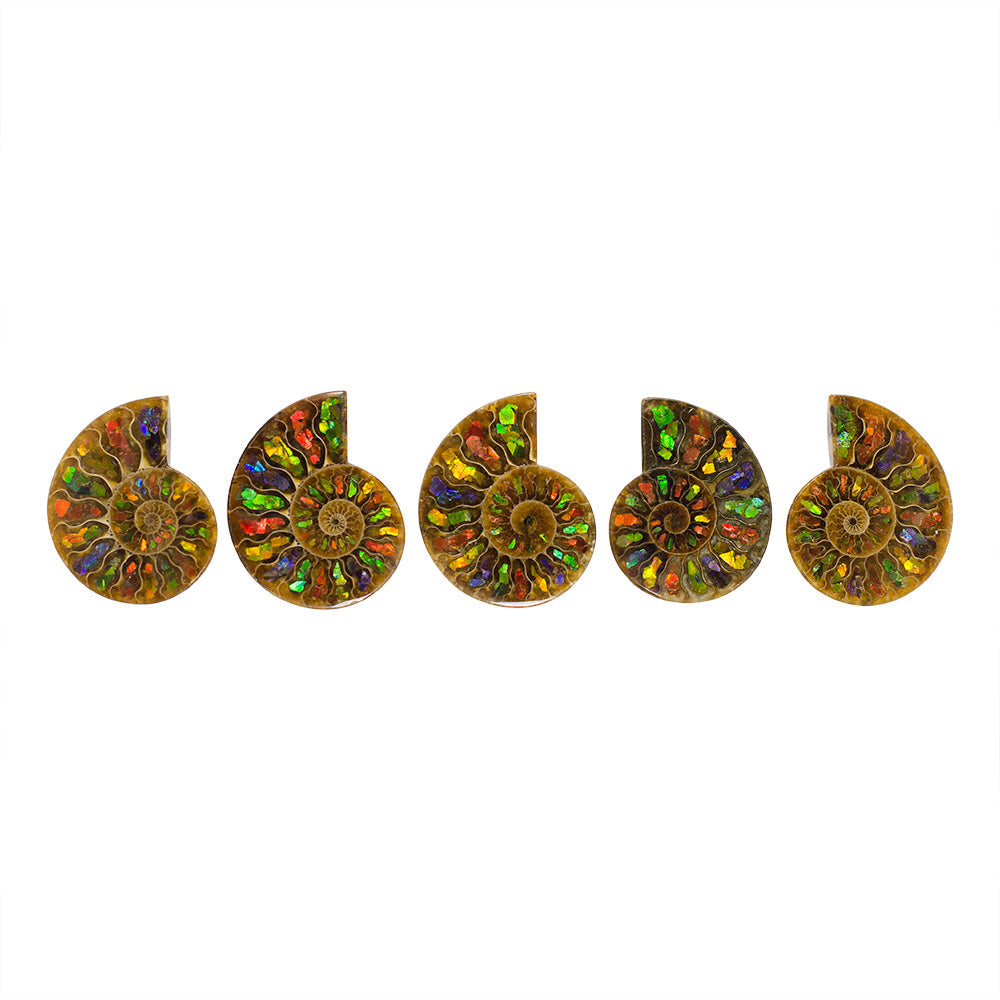 Starborn Ammonite Half with Ammolite Inlay Cabochon 55 - 60 mm, 1 Piece