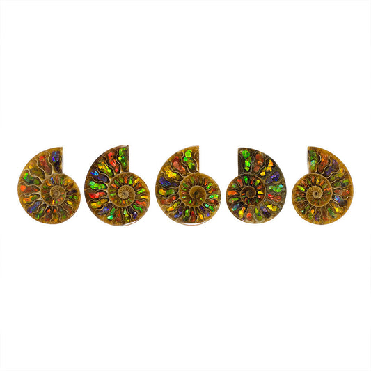 Starborn Ammonite Half with Ammolite Inlay Cabochon 55 - 60 mm, 1 Piece