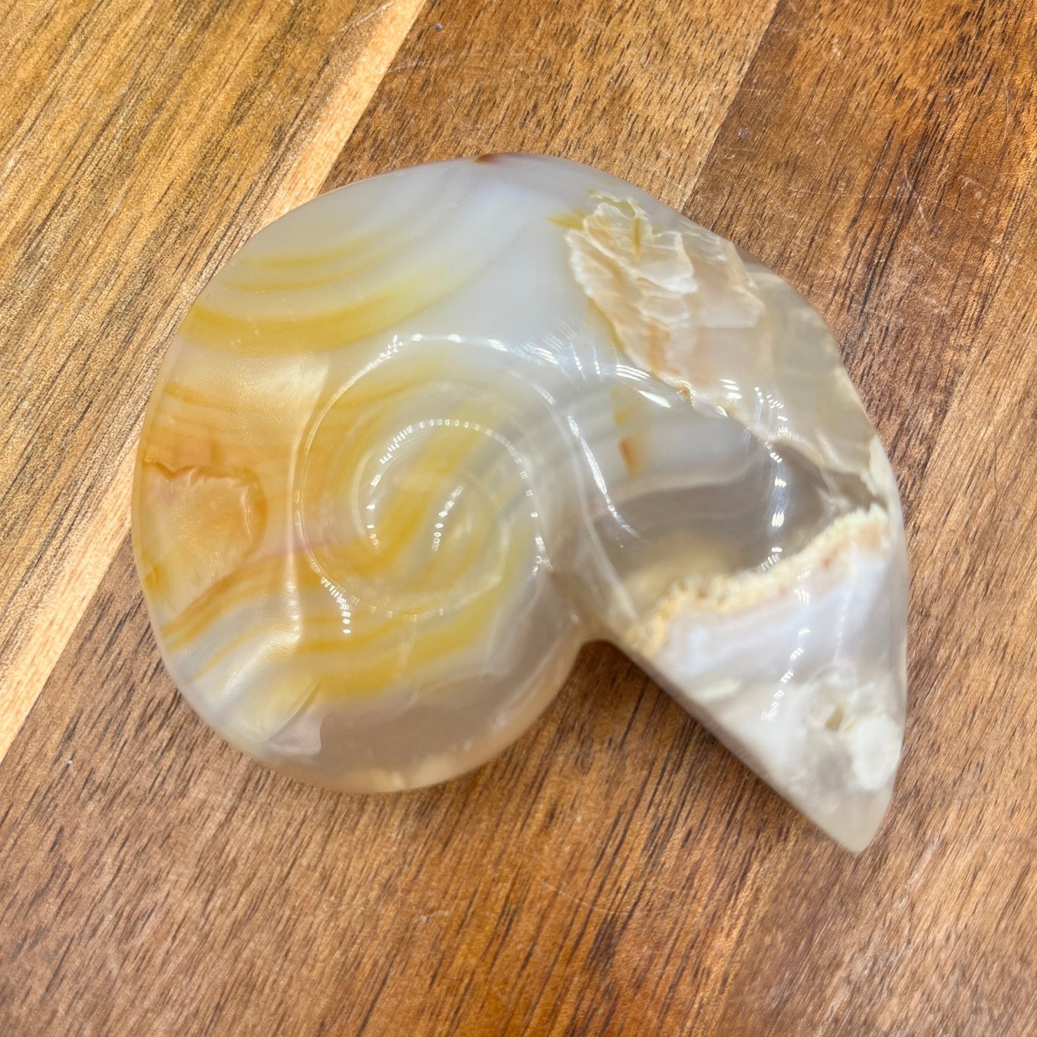 Flower Agate Ammonite - Sage & Magic