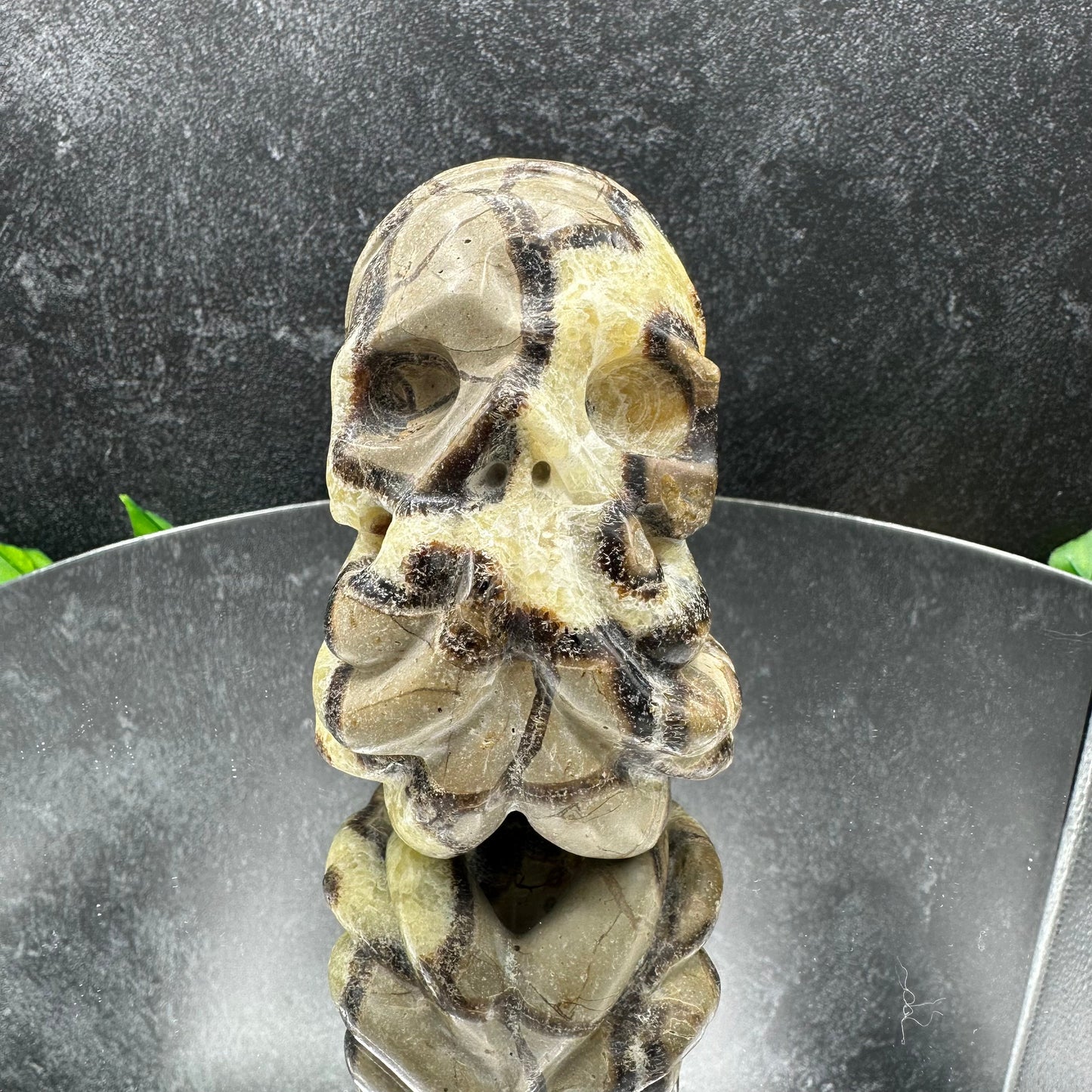 Septarian Ammonite Skull