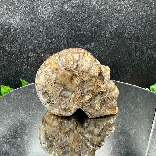 Petrified Wood Skull