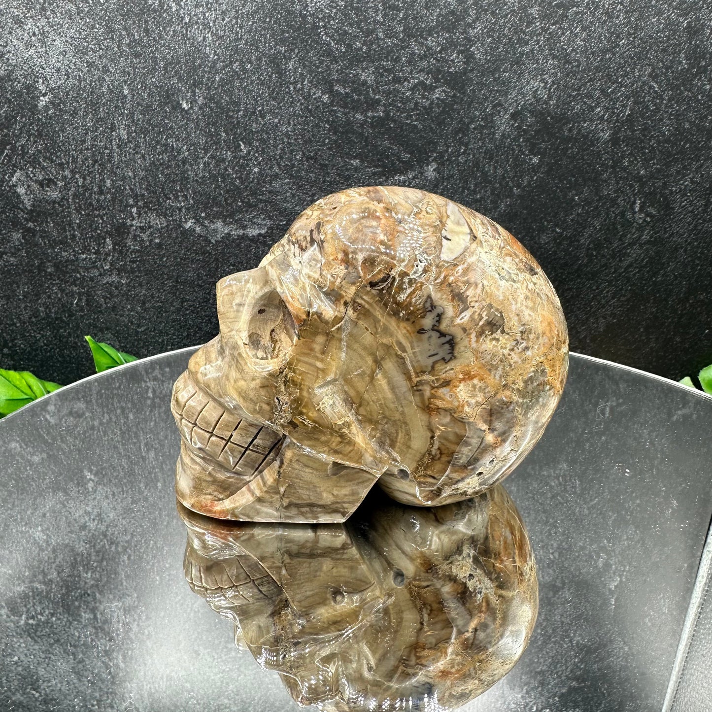 Petrified Wood Skull
