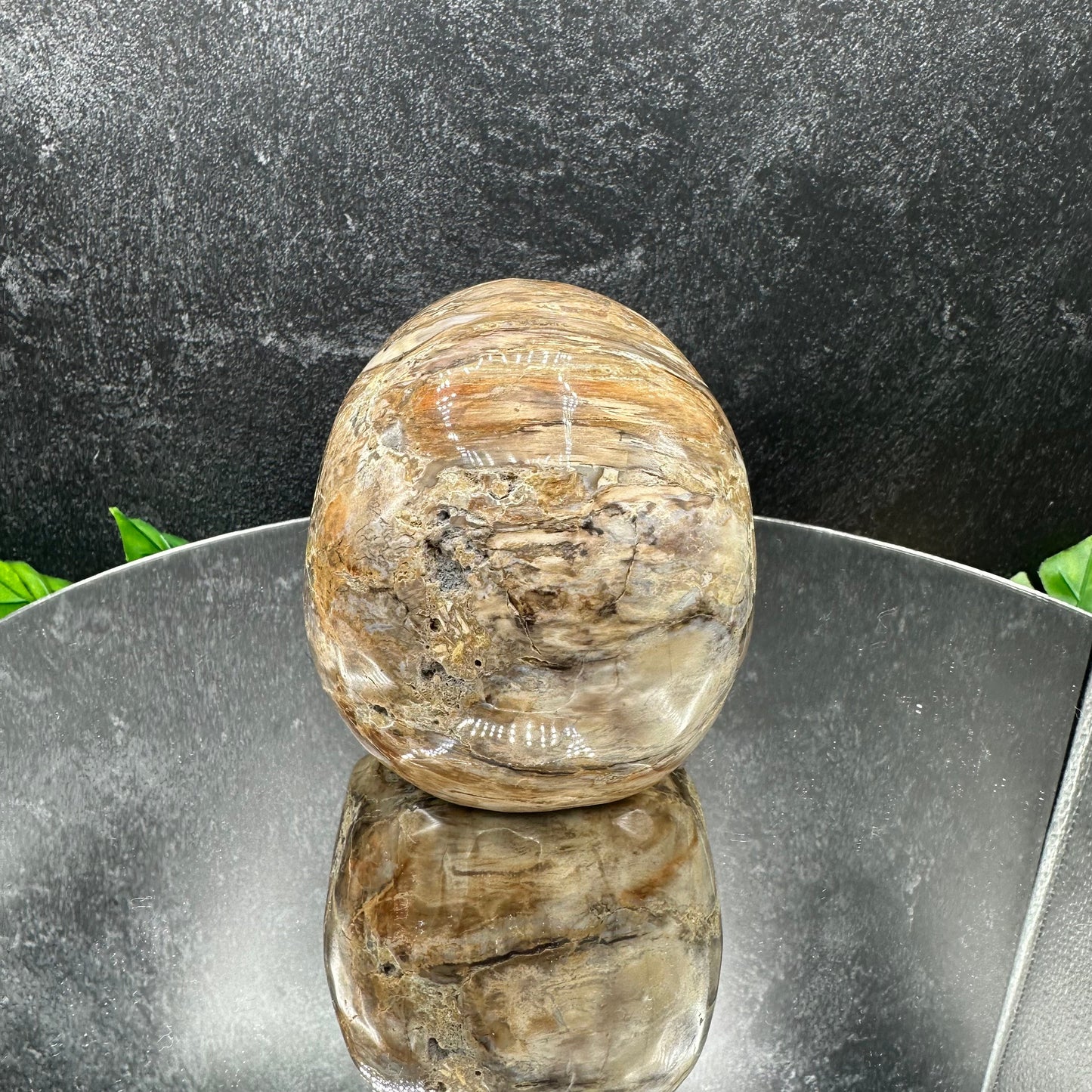Petrified Wood Skull