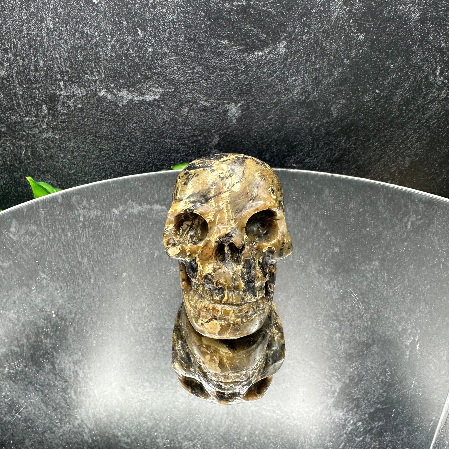 Small Sumatran Amber Skull