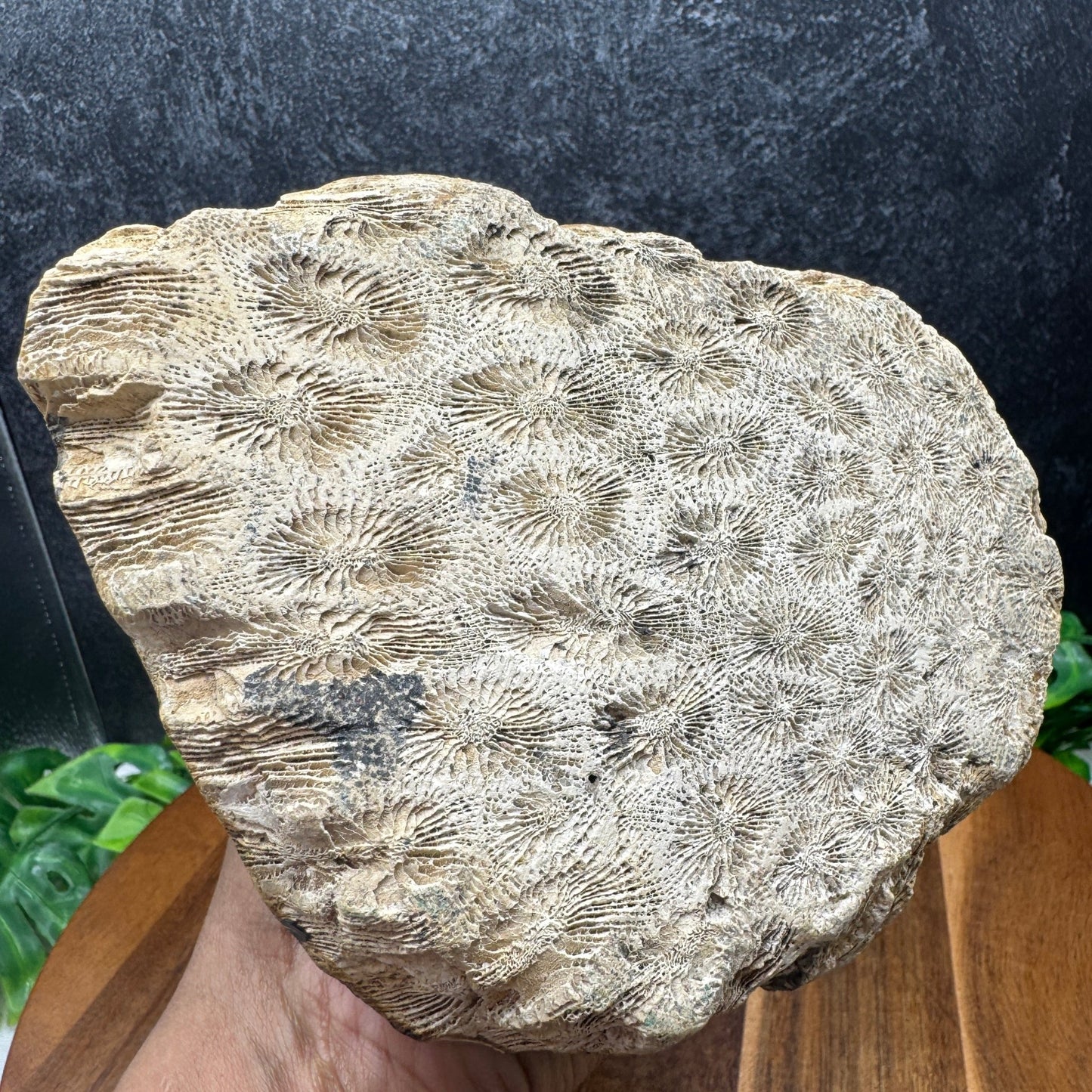 Indonesian Fossil Coral Monkey Carving - Sage & Magic