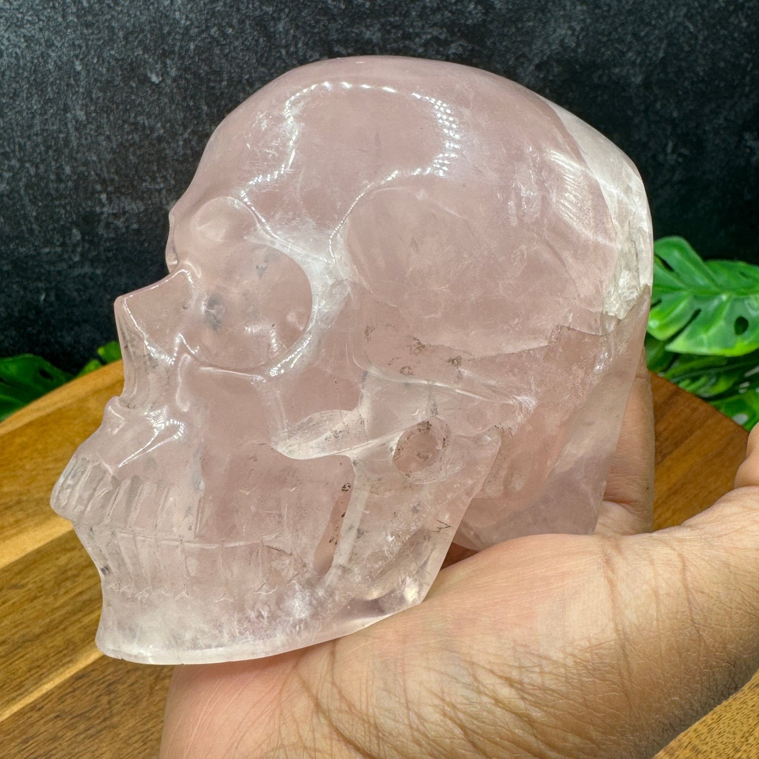 Jelly Rose Quartz Skull in Skull - Sage & Magic