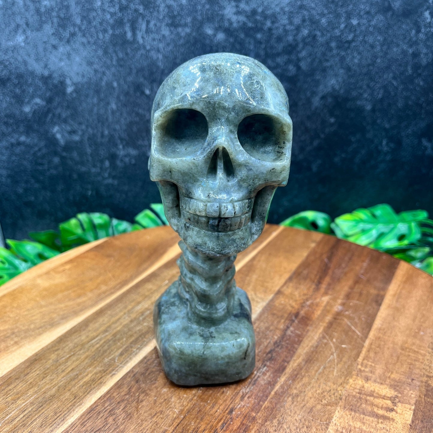 Labradorite Longneck Skull - Sage & Magic