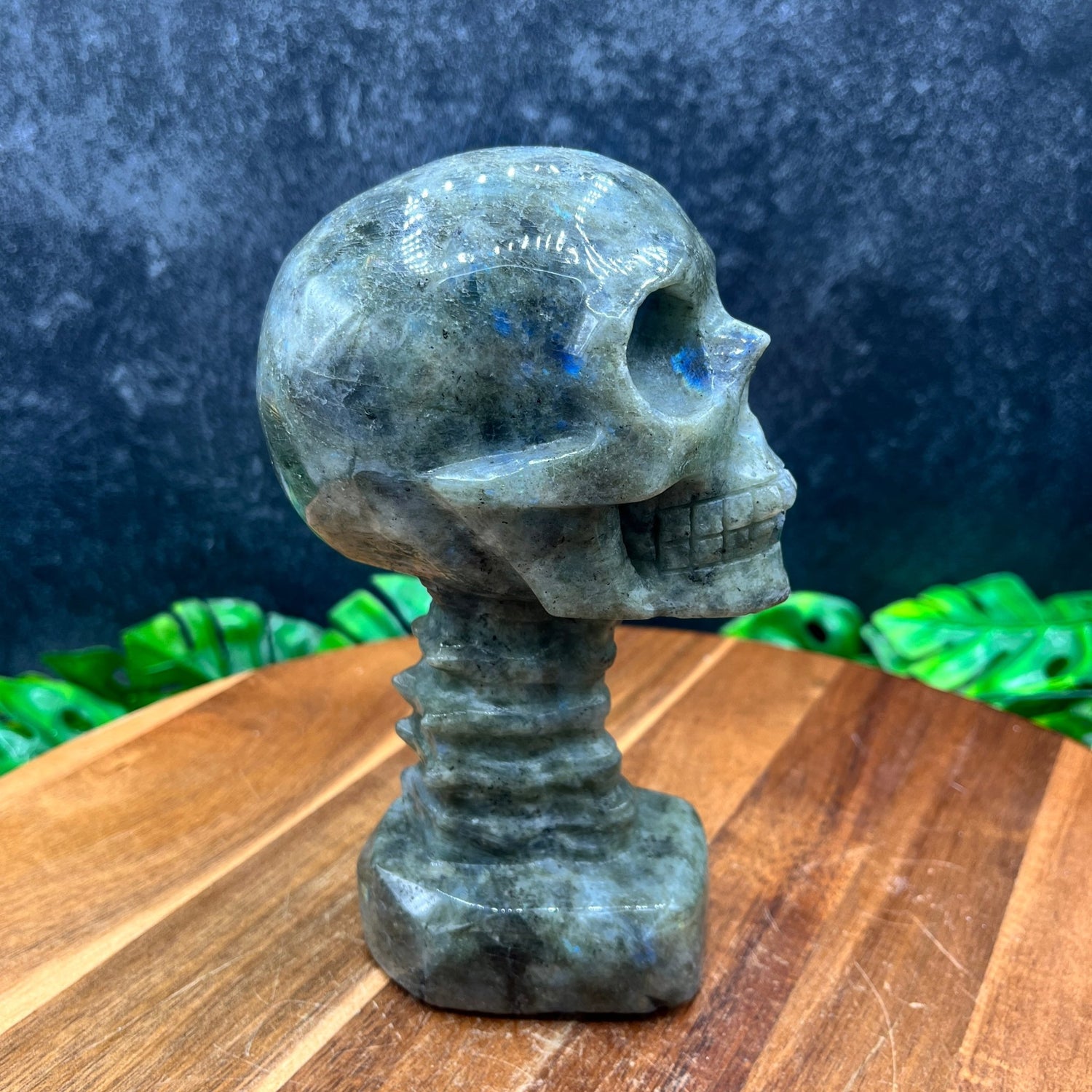 Labradorite Longneck Skull - Sage & Magic