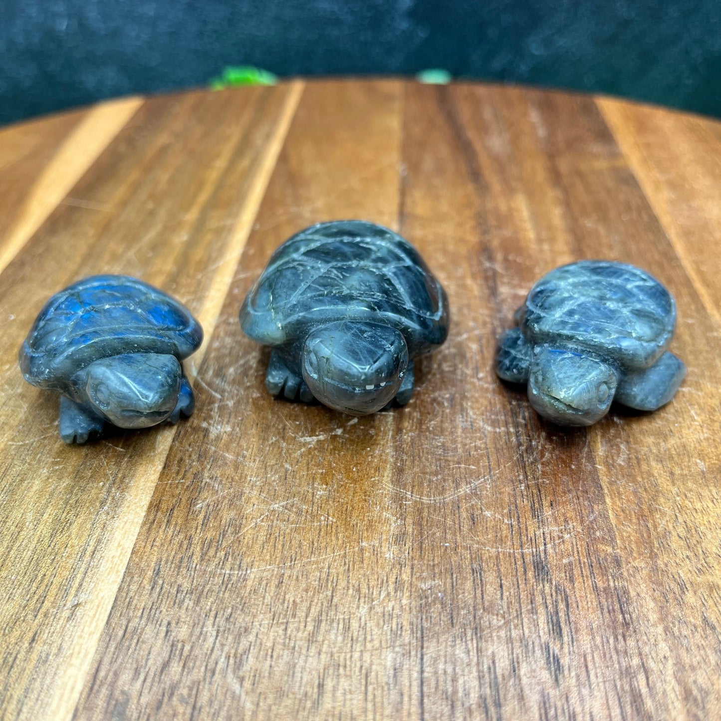 Labradorite Turtle Family (3pc) - Sage & Magic