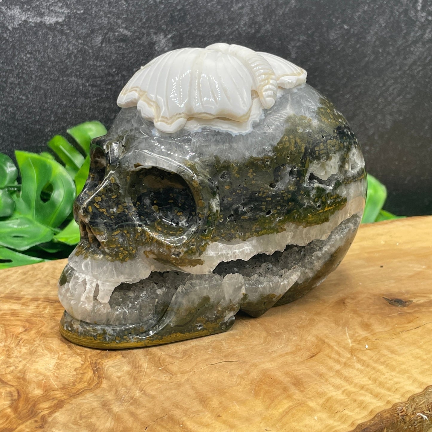 Orbicular Ocean Jasper Butterfly Skull with Druzy Cave - Sage & Magic