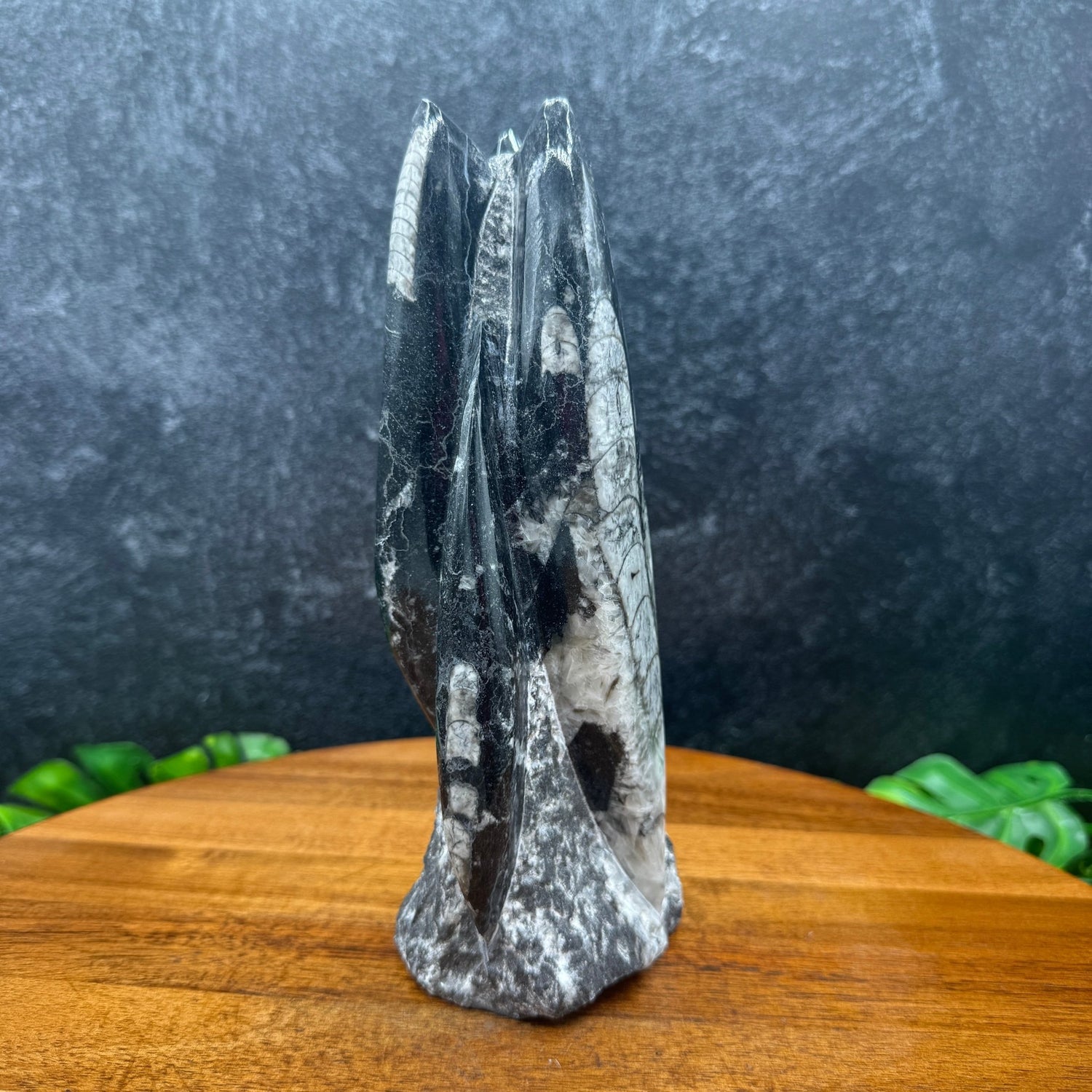 Orthoceras Fossil Tower - Sage & Magic