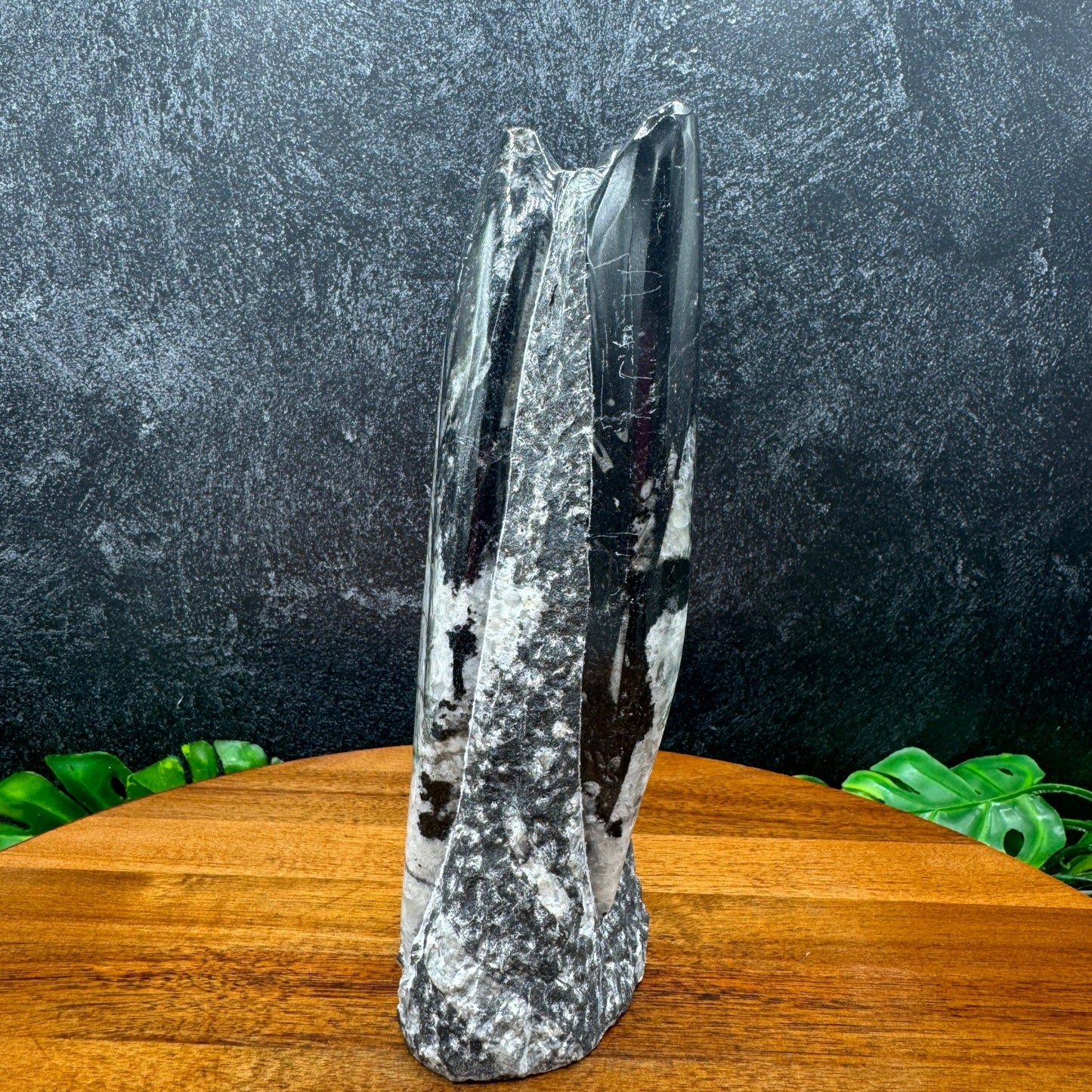 Orthoceras Fossil Tower - Sage & Magic