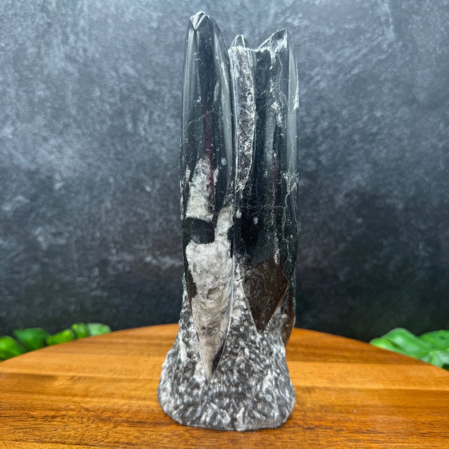 Orthoceras Fossil Tower - Sage & Magic