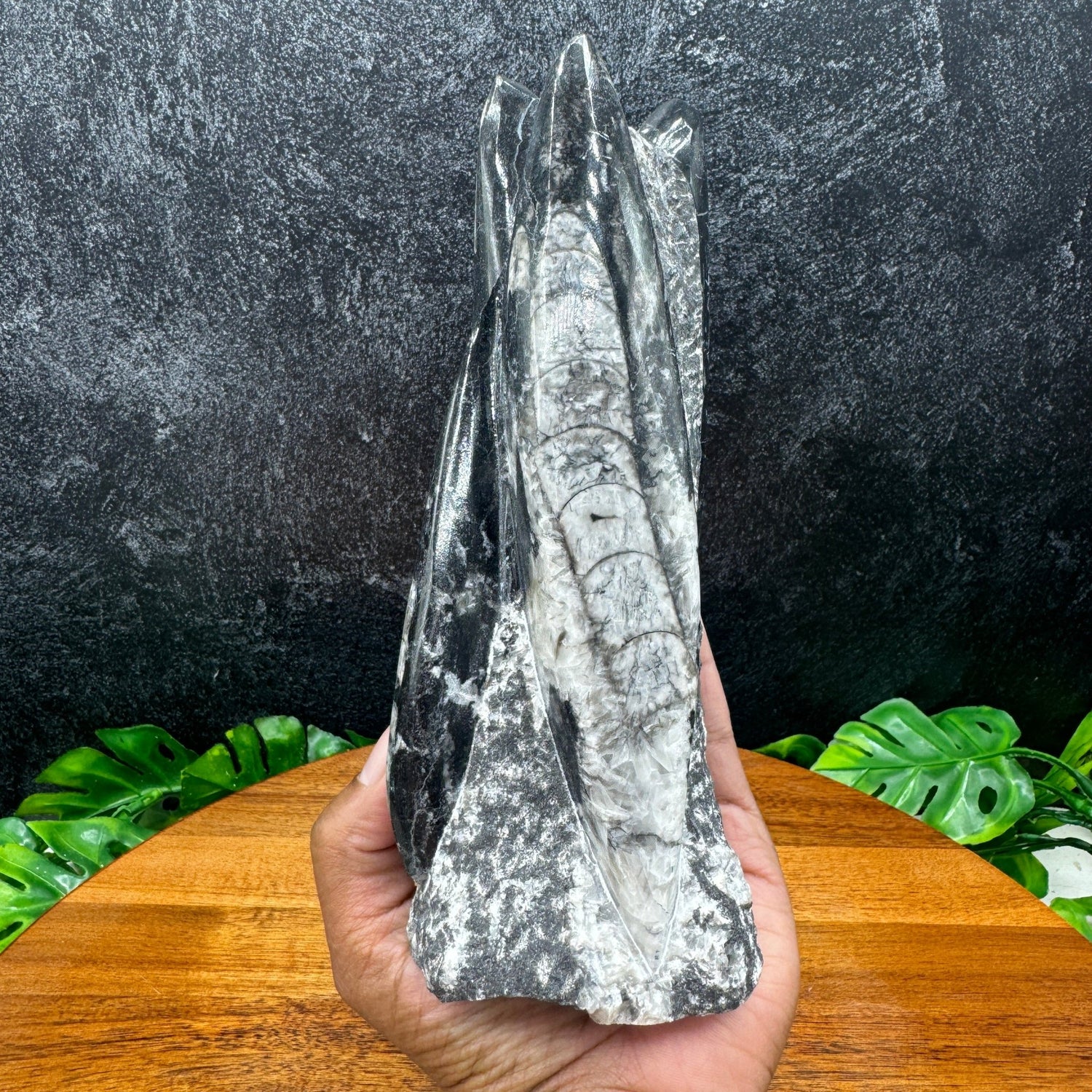 Orthoceras Fossil Tower - Sage & Magic