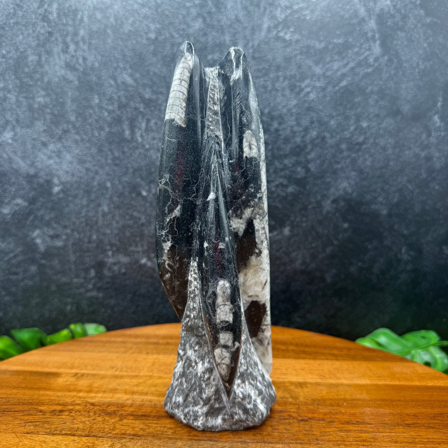 Orthoceras Fossil Tower - Sage & Magic