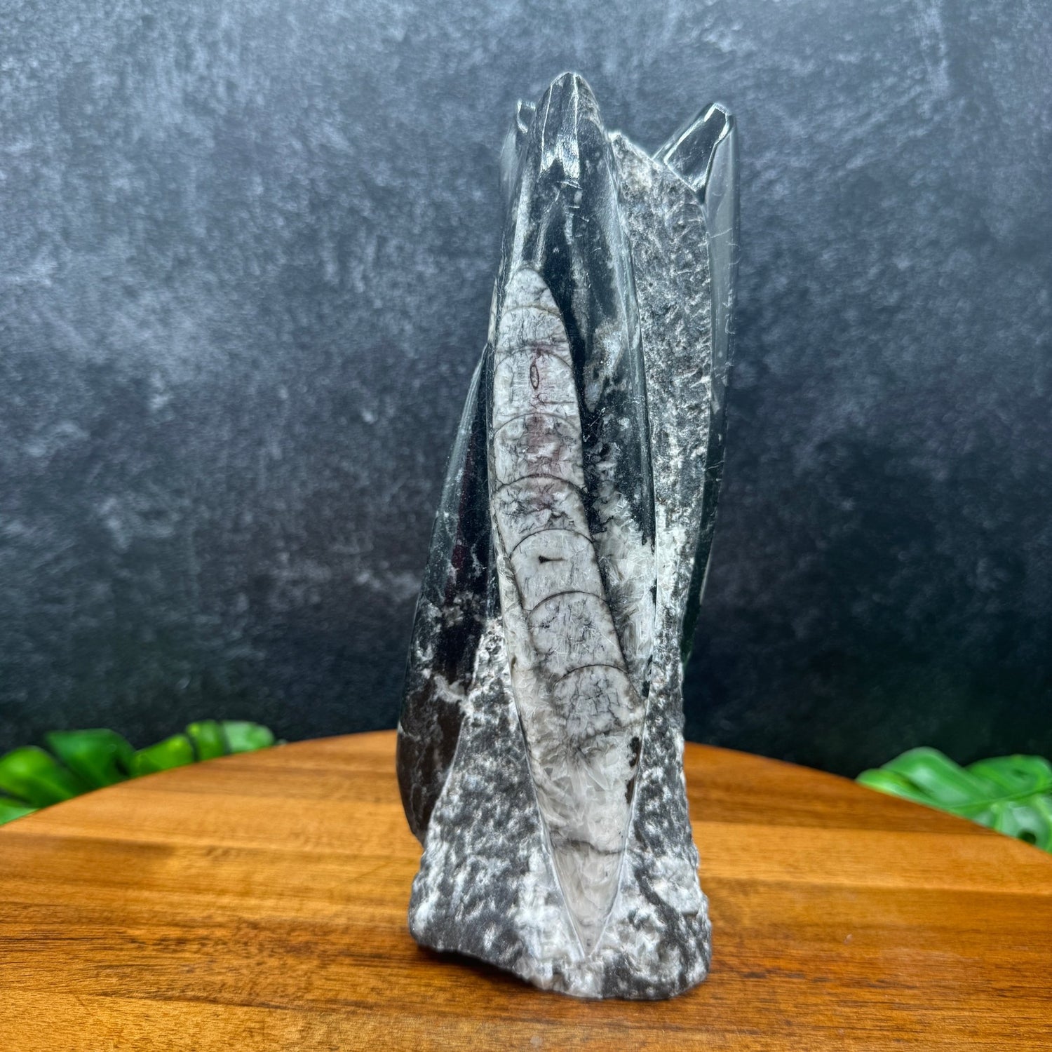 Orthoceras Fossil Tower - Sage & Magic