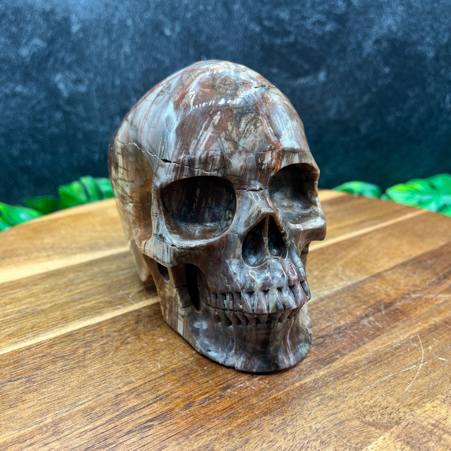 Petrified Wood Skull - Sage & Magic