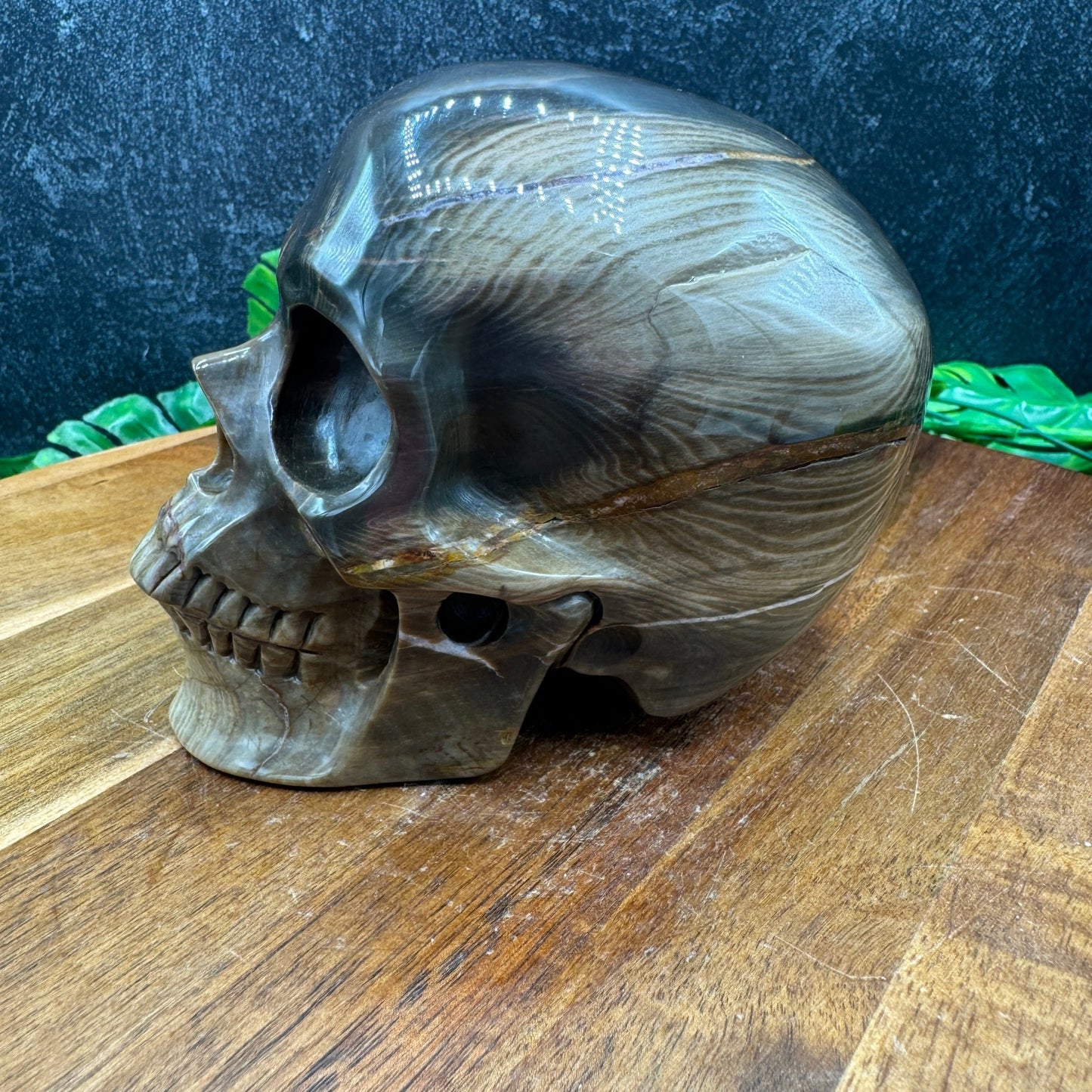 Petrified Wood Skull - Sage & Magic