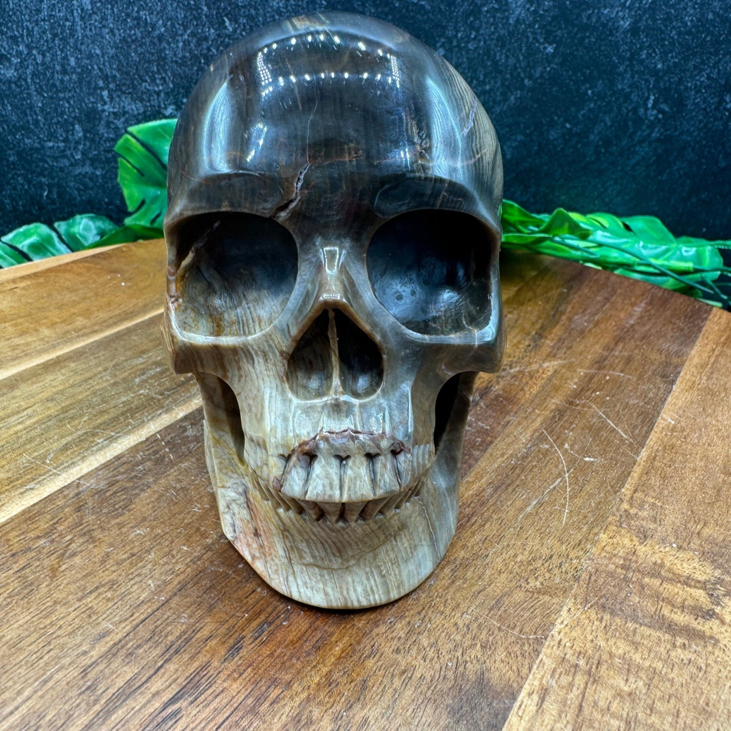 Petrified Wood Skull - Sage & Magic