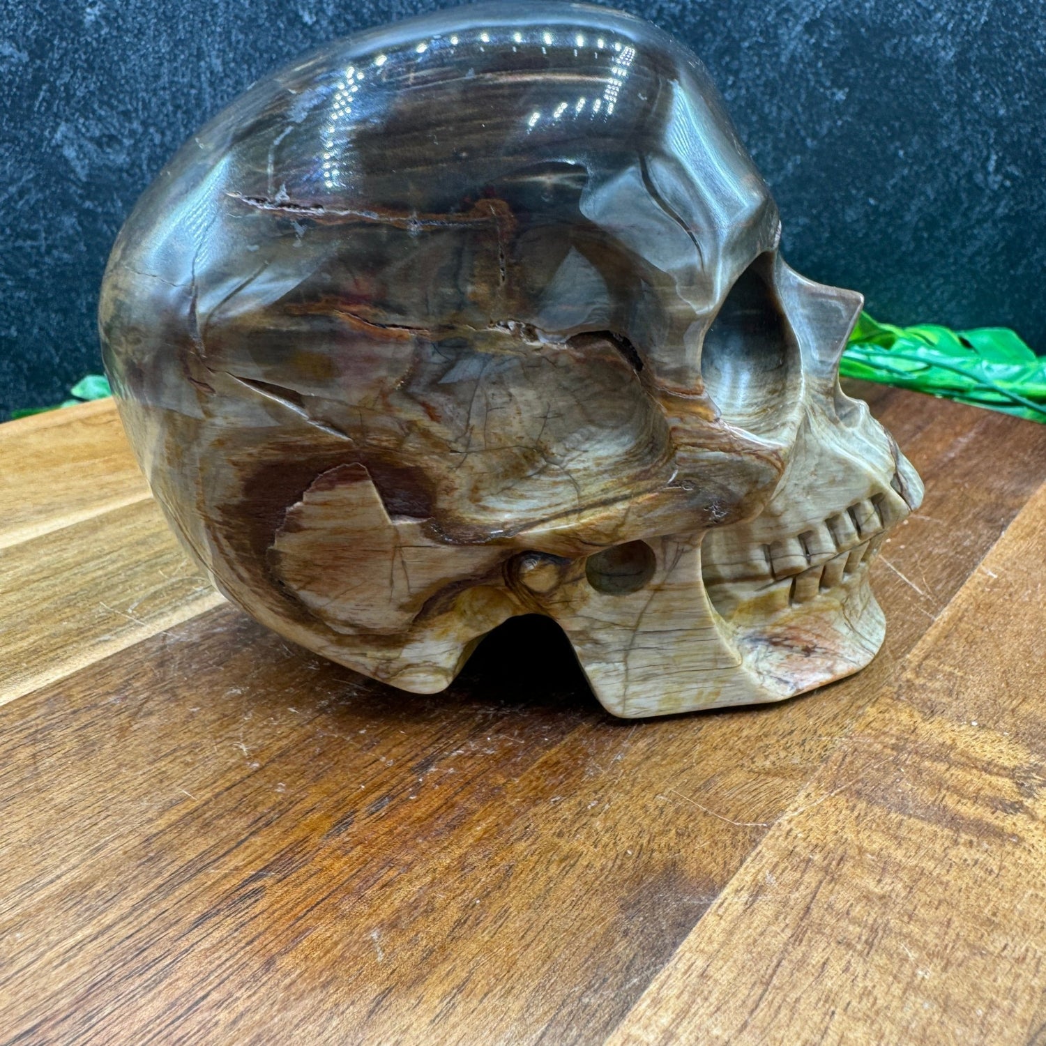 Petrified Wood Skull - Sage & Magic