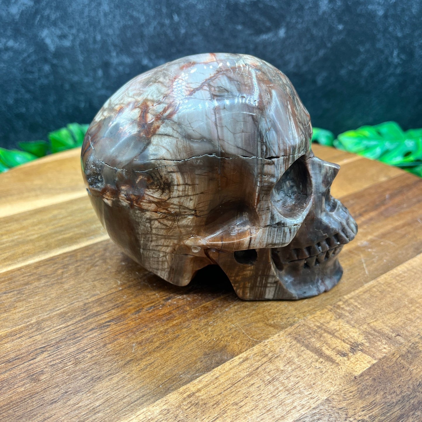 Petrified Wood Skull - Sage & Magic