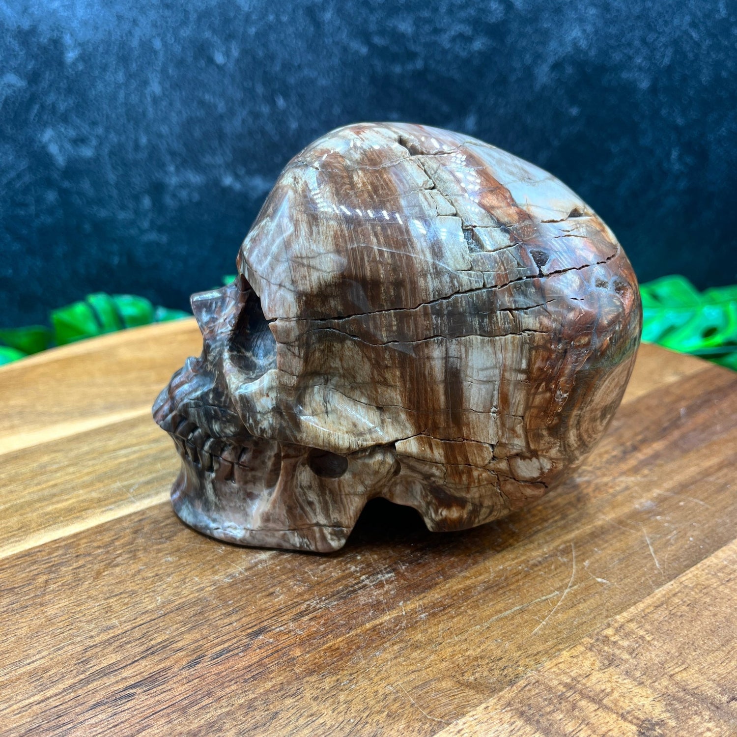 Petrified Wood Skull - Sage & Magic