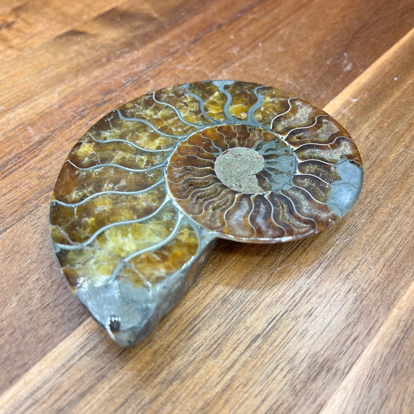 Pyrite in Ammonite - Sage & Magic