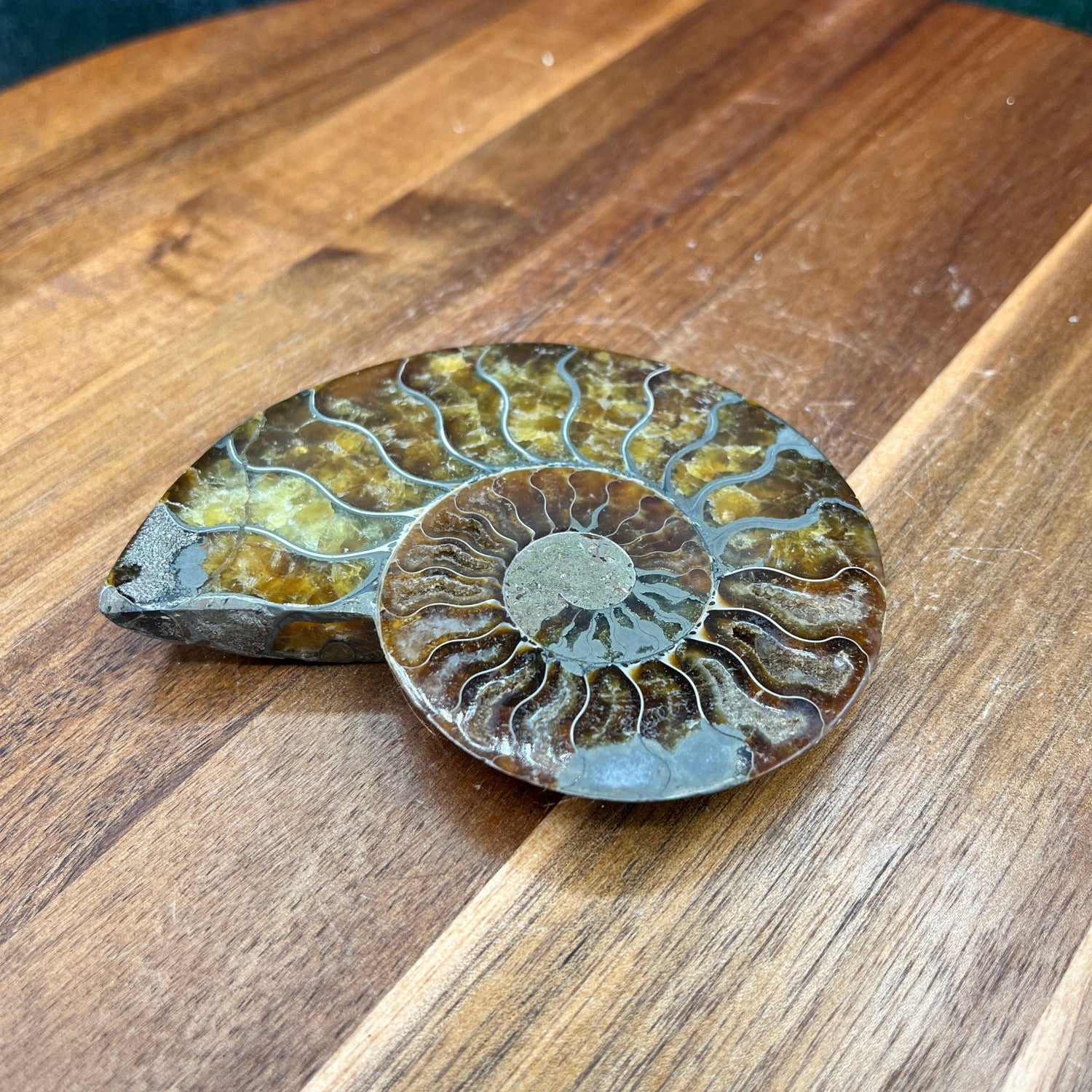 Pyrite in Ammonite - Sage & Magic