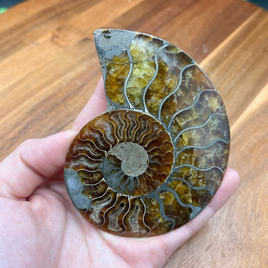 Pyrite in Ammonite - Sage & Magic