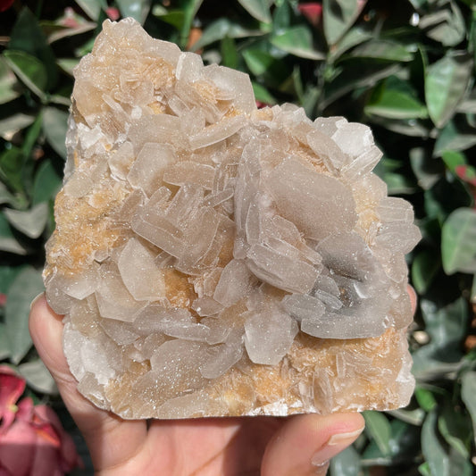 Rare Full Sugar Druzy Bladed Calcite Specimen - Sage & Magic