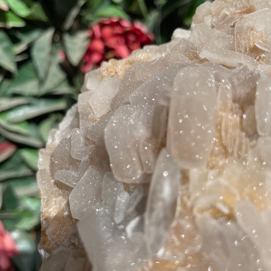 Rare Full Sugar Druzy Bladed Calcite Specimen - Sage & Magic