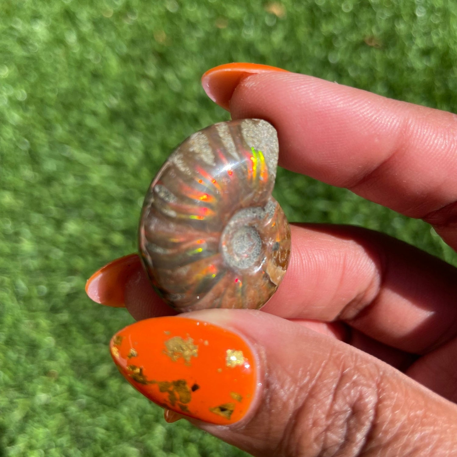 Raw Ammonite Ammolite Fossil - Sage & Magic