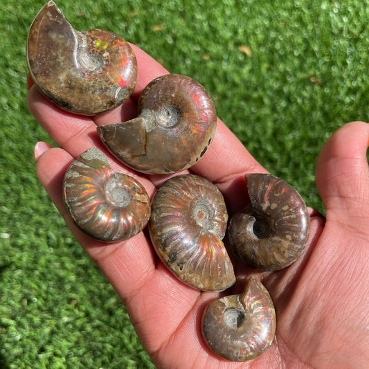 Raw Ammonite Ammolite Fossil - Sage & Magic