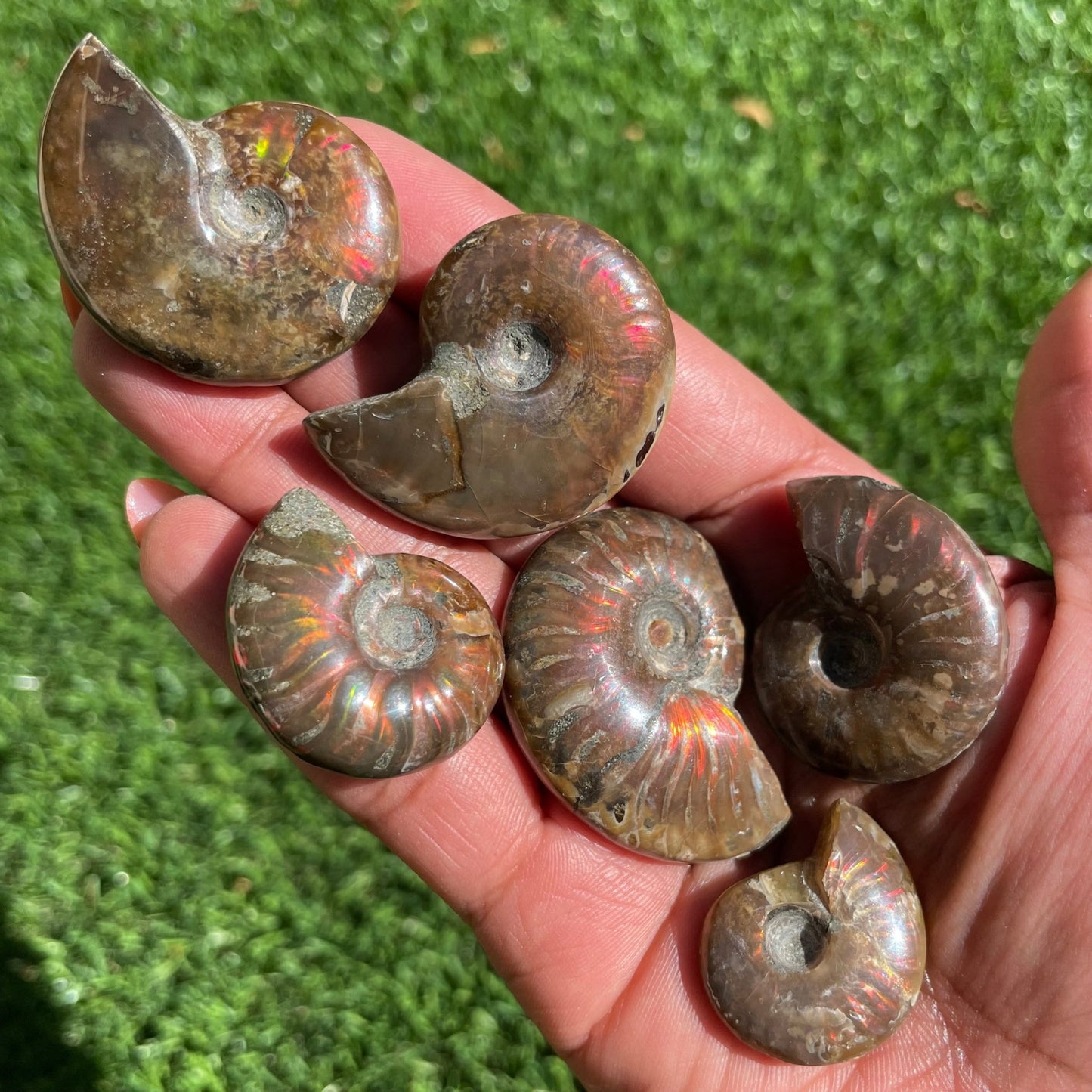 Raw Ammonite Ammolite Fossil - Sage & Magic