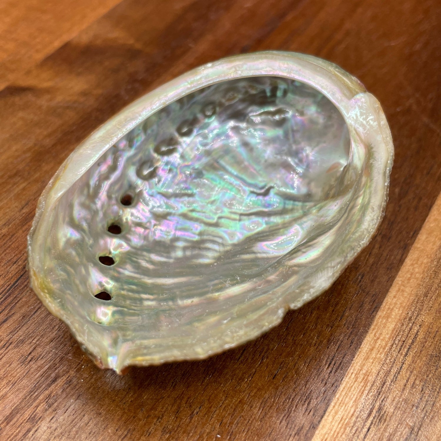 Small Abalone Shell - Sage & Magic