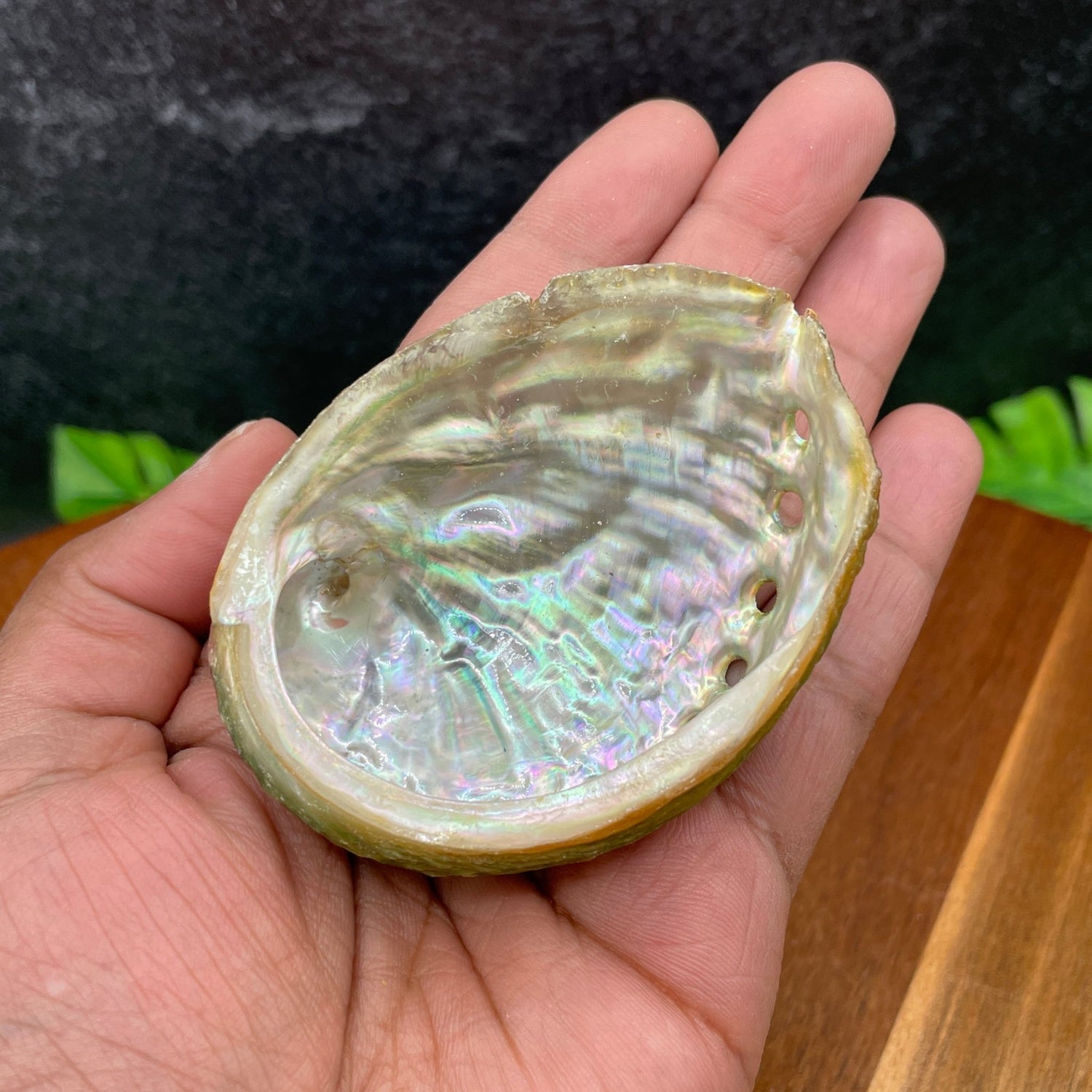 Small Abalone Shell - Sage & Magic