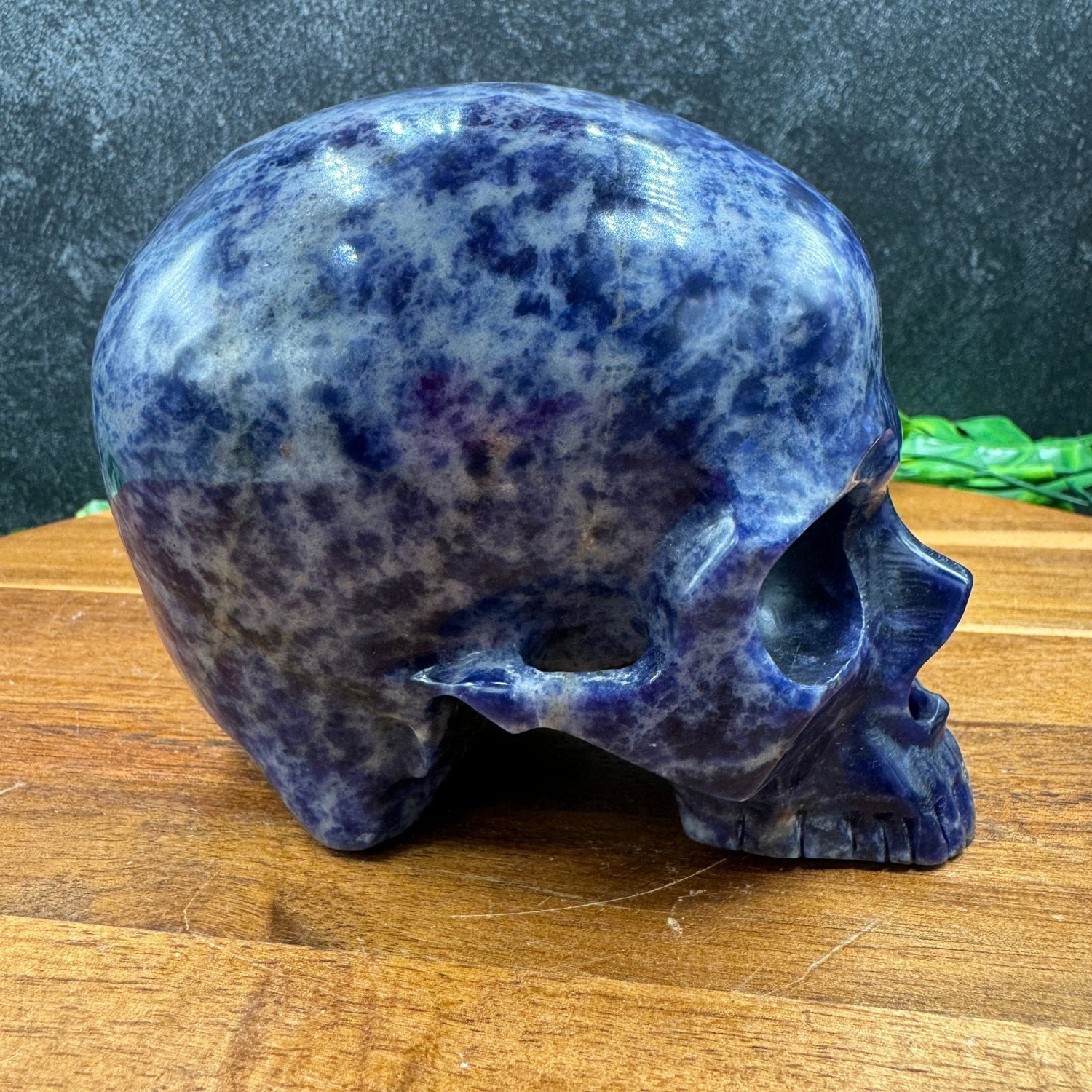 Sodalite Jawless Skull - Sage & Magic